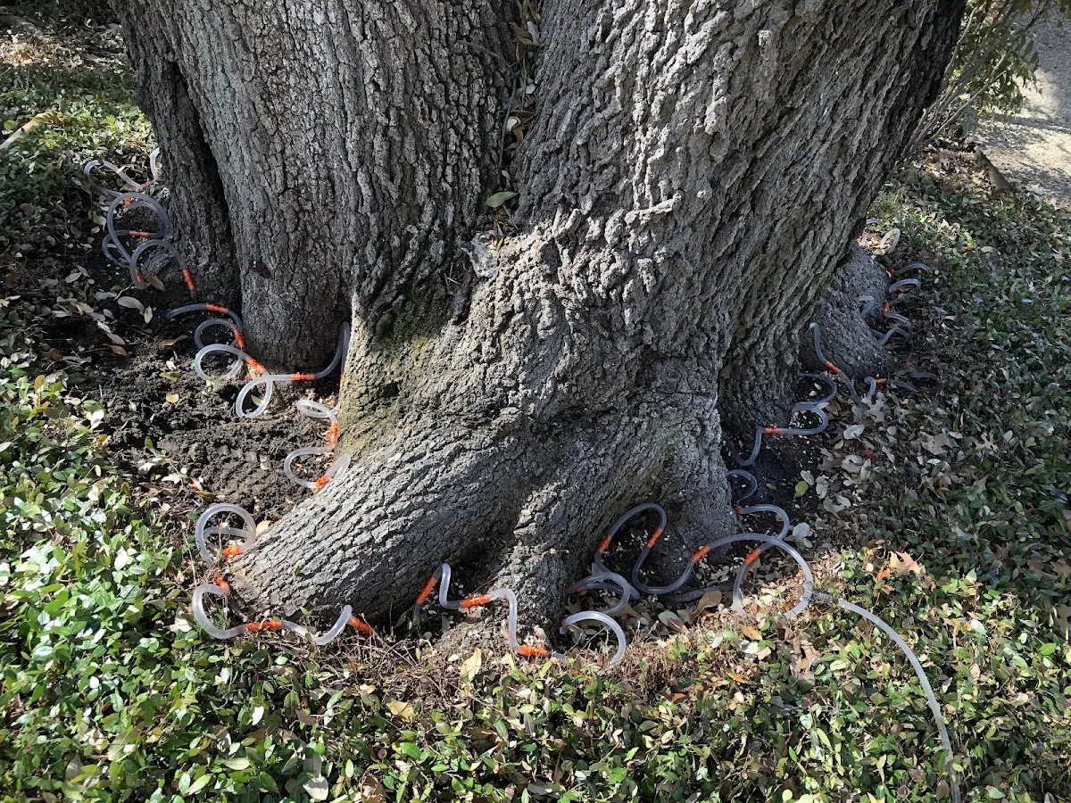 Detailed Tree Cabling and Bracing job site in Santa Maria