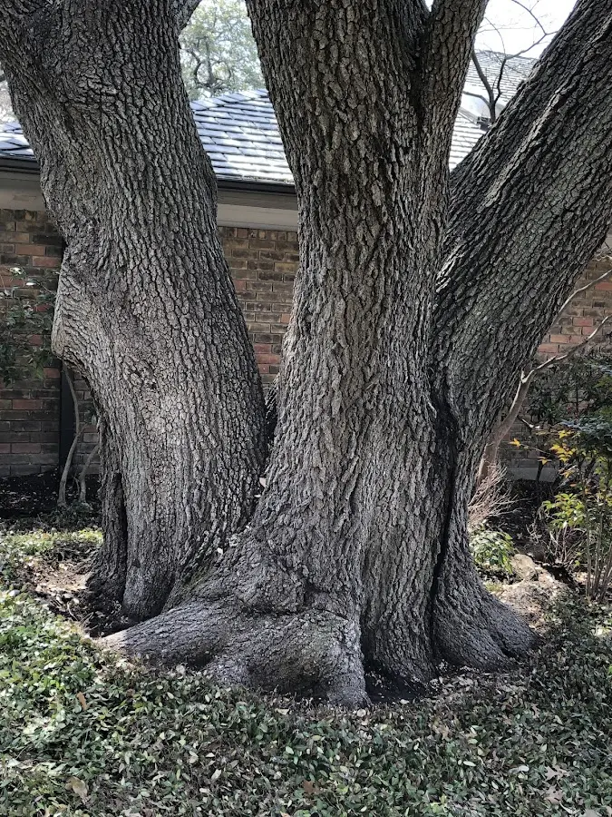 Mature heritage tree close to a Santa Maria property cared for by certified arborists